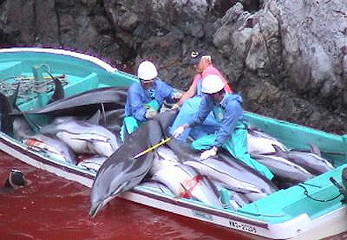 Массовые убийства дельфинов в Японии. Кадр из кинофильма «Бухта», 2009 г.